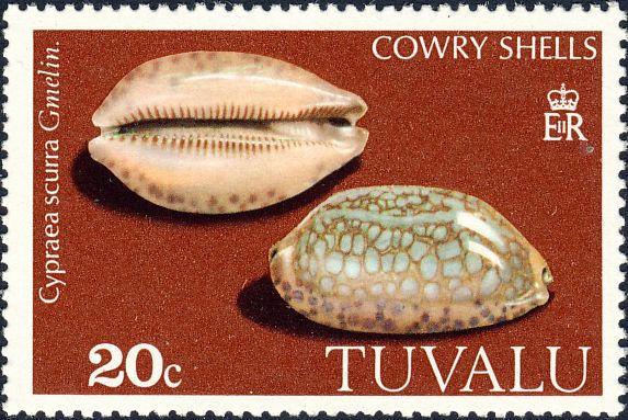 Cypraea scurra Cypraea scurra