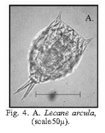Lecane aculeata