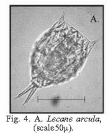 Lecane aculeata