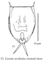 Lecane aculeata