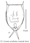 Lecane aculeata