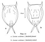 Lecane aculeata