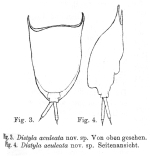 Lecane aculeata