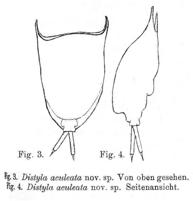 Lecane aculeata