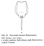 Lecane acus