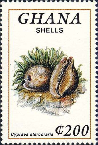 Cypraea stercoraria Cypraea stercoraria