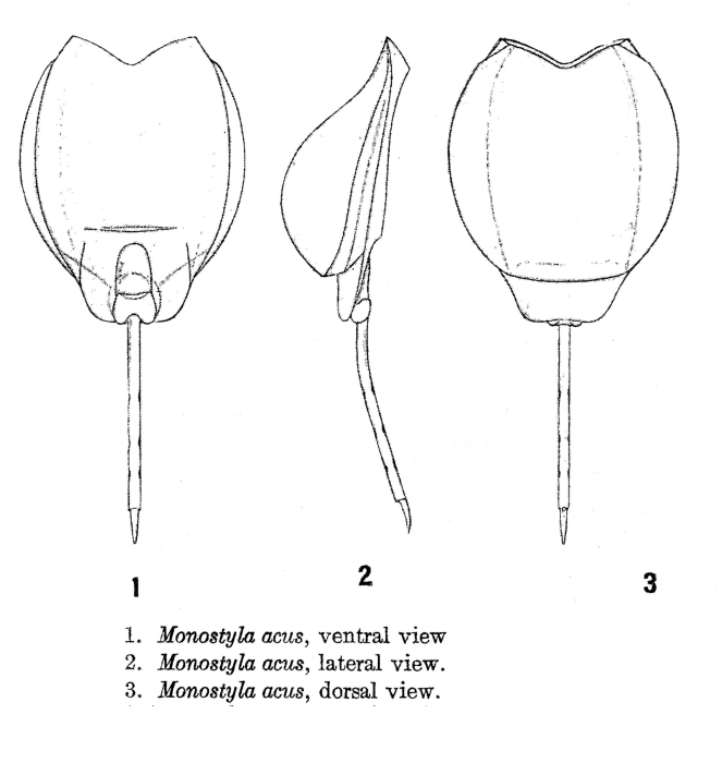 Lecane acus - Original description image