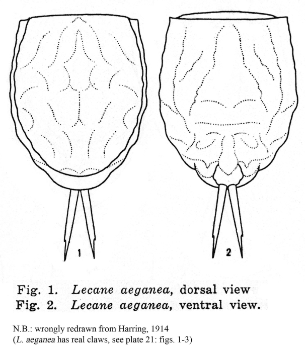 Lecane aeganea
