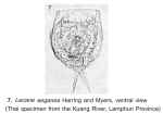 Lecane aeganea