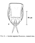 Lecane aeganea