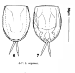 Lecane aeganea