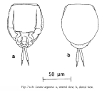 Lecane aeganea