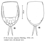 Lecane aeganea