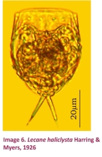 Lecane aeganea