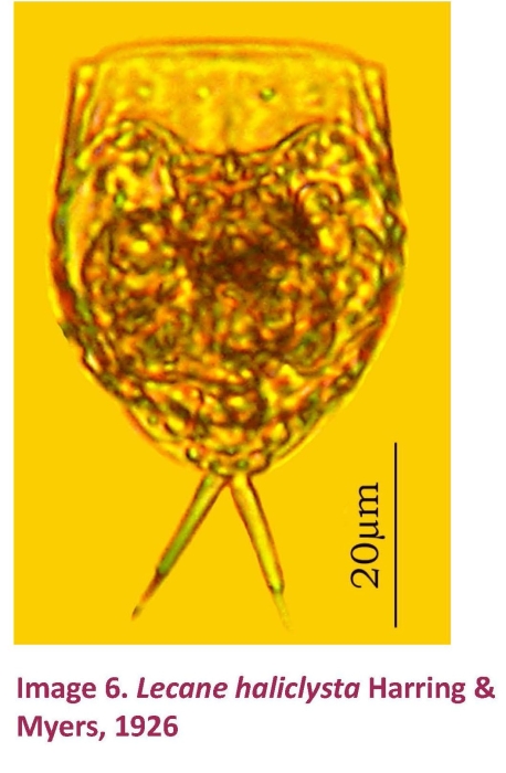 Lecane aeganea Lecane aeganea