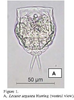 Lecane aeganea