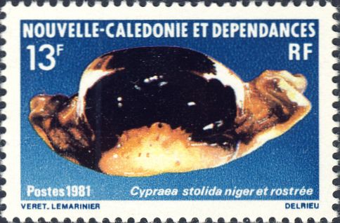 Cypraea stolida Cypraea stolida