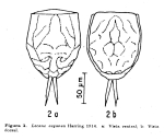 Lecane aeganea