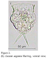 Lecane aeganea