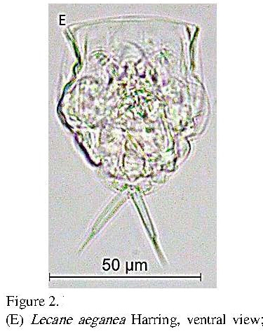Lecane aeganea