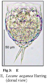 Lecane aeganea