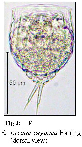 Lecane aeganea
