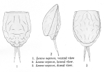 Lecane aeganea