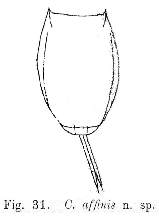 Lecane affinis - Original description image