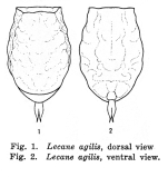 Lecane agilis