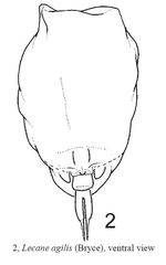 Lecane agilis