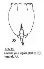 Lecane agilis