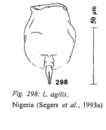 Lecane agilis