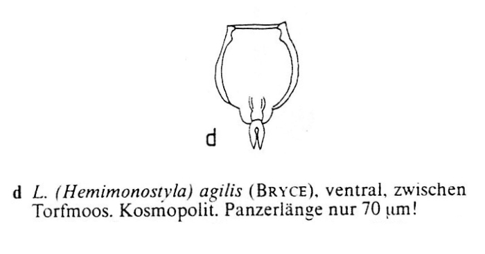 Lecane agilis