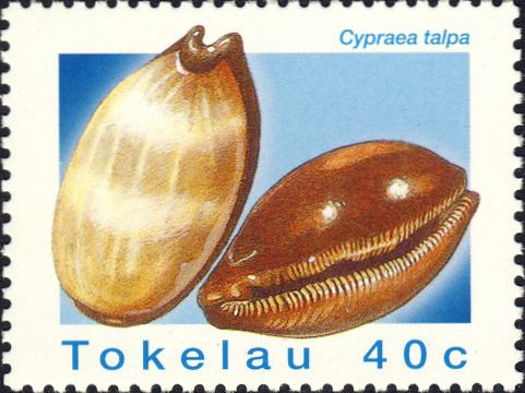 Cypraea talpa