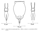 Lecane agilis