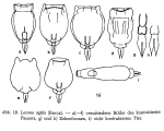 Lecane agilis