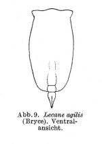 Lecane agilis