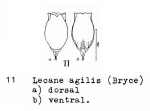 Lecane agilis