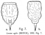 Lecane agilis