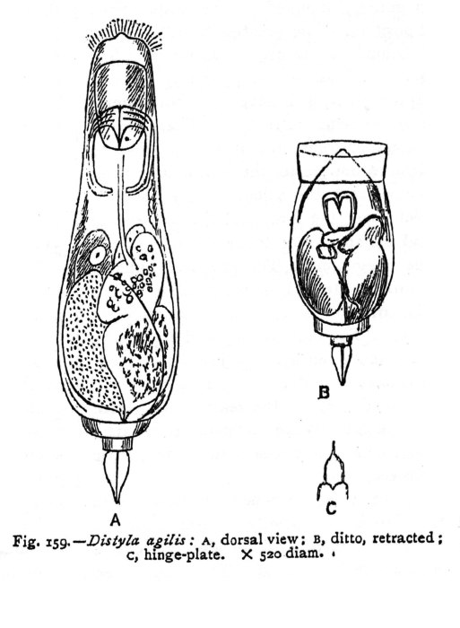 Lecane agilis - Original description image