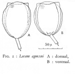 Lecane aguessei - Original description image