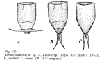 Lecane althausae