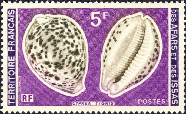 Cypraea tigris Cypraea tigris