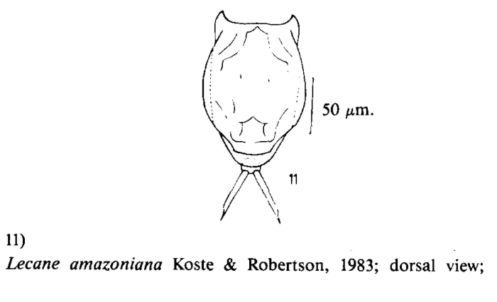 Lecane amazoniana Lecane amazoniana