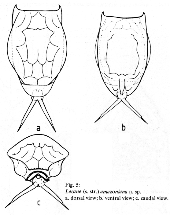 Lecane amazoniana - Original description image