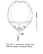Lecane amazonica