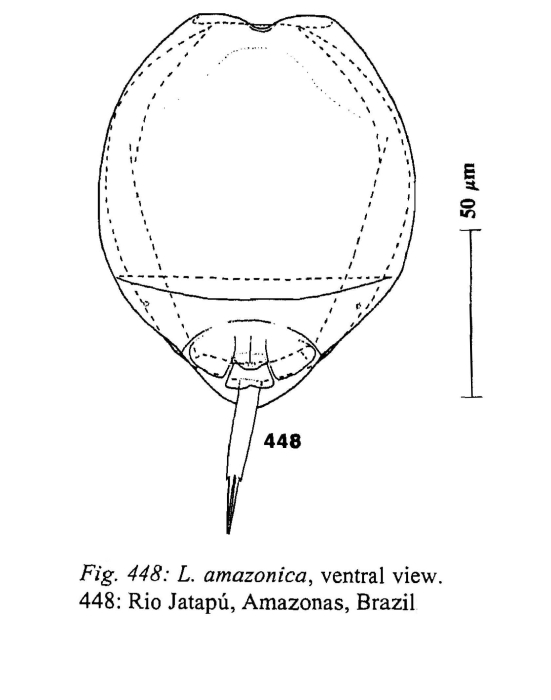 Lecane amazonica Lecane amazonica