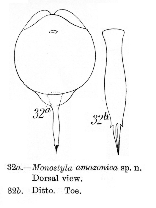 Lecane amazonica - Original description image