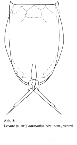 Lecane amazonica - Original description image