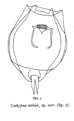 Lecane amban - Original description image